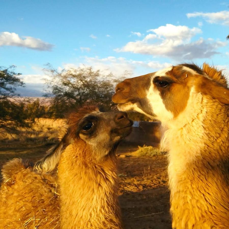 Cabanas Voyage Atacama San Pedro de Atacama Exteriér fotografie