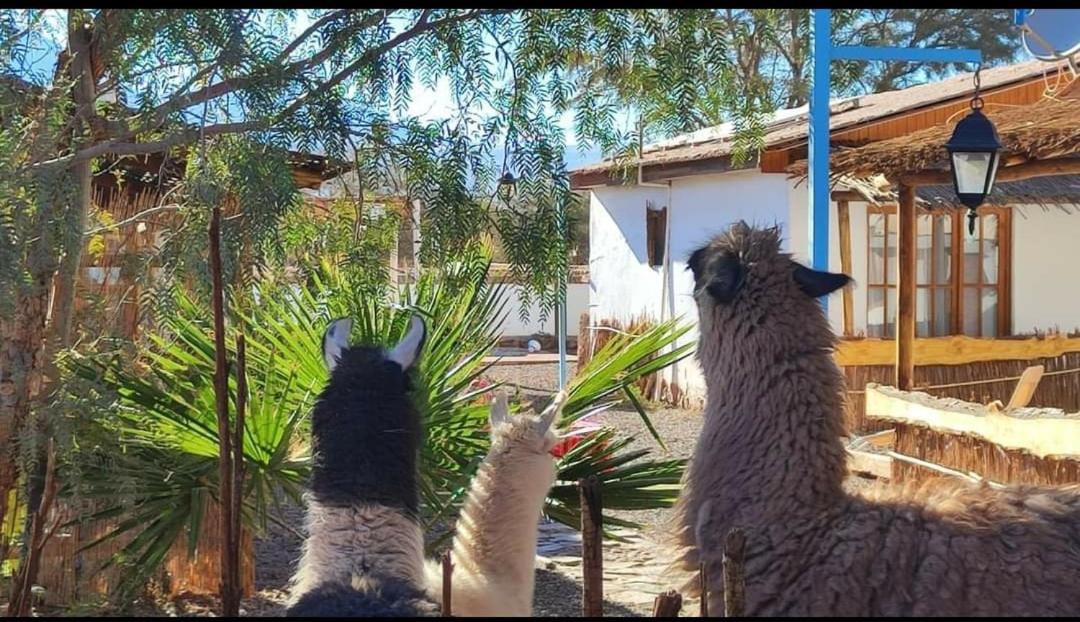 Cabanas Voyage Atacama San Pedro de Atacama Exteriér fotografie